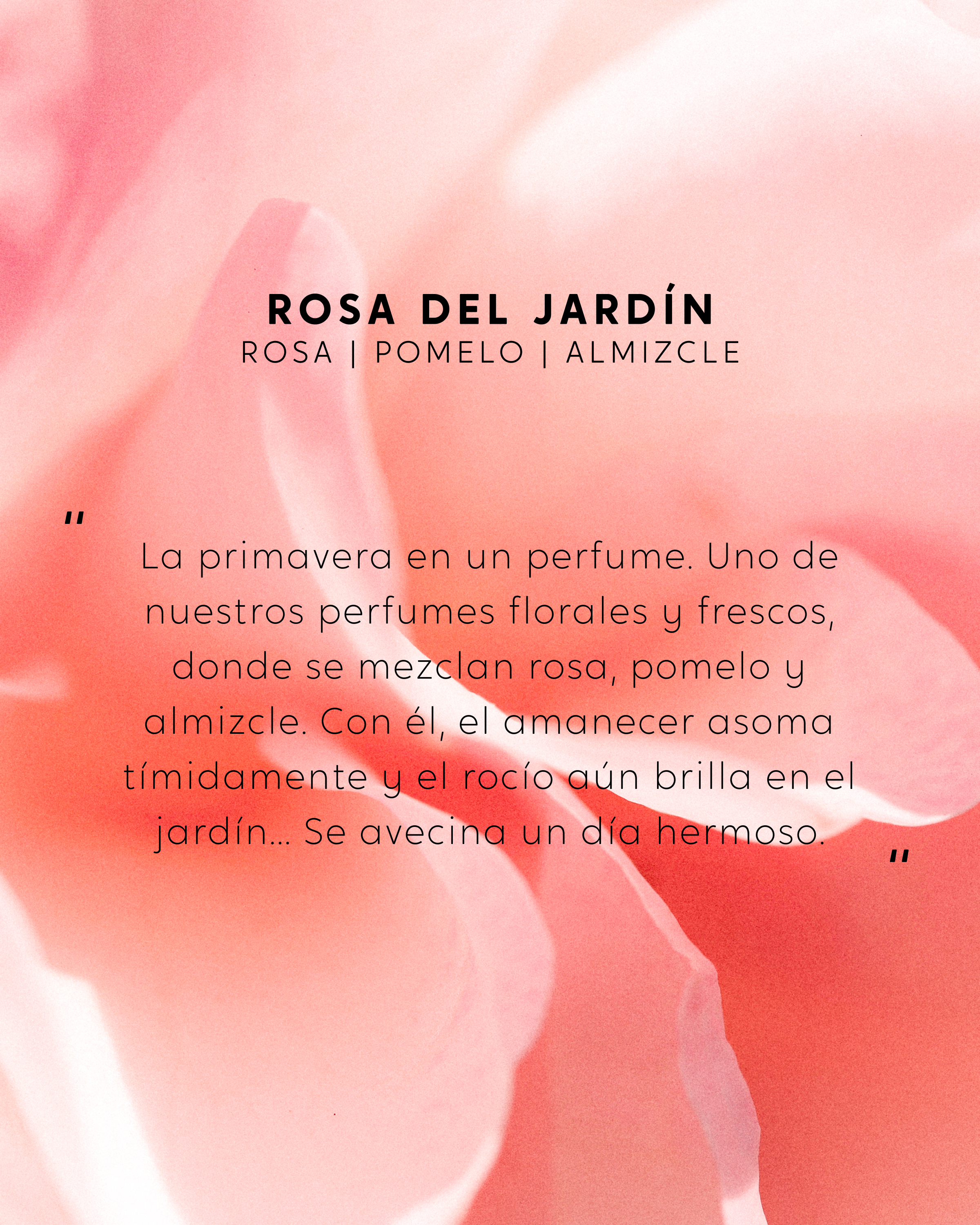 Vela Rosa del Jardín